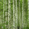 HUNTONIT Design Forest, 4 stk Antikk vegg