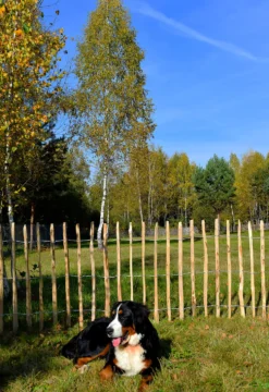 Stakittgjerde 120x100 cm hasseltre